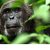 Holland America Announces Partnership with BBC Earth