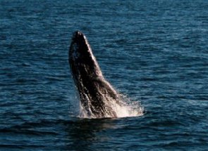 Whale Watching Cruises in Louisiana