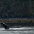Make Your Alaskan Trip Unforgettable: A Whale’s Song Expeditions