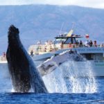 The Best Spots for Whale Watching Cruises