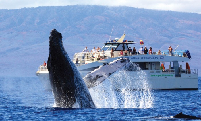 The Best Spots for Whale Watching Cruises