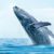 What You Should Bring on a Whale Watching Cruise