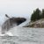 The Best Cruise Destinations for Viewing Wildlife